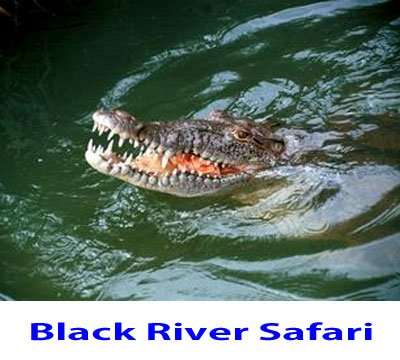 Montego Bay Jamaica Airport Transfers and Tours transportation